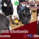 Livestock salt sales