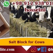 salt block for cows