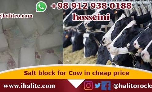 salt block for cows