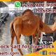 rock salt for livestock